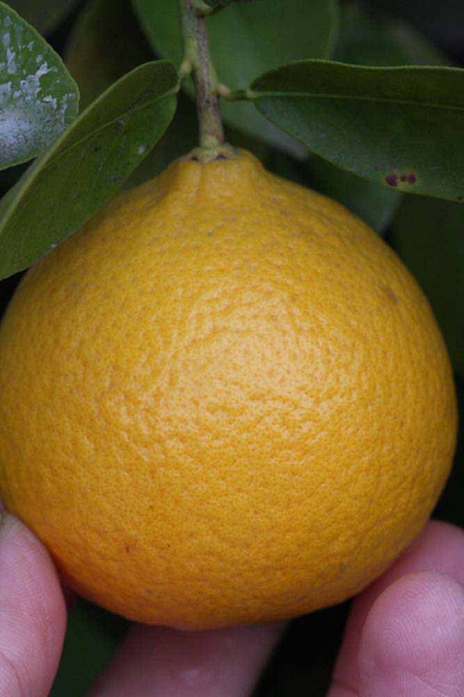            Fruit (Riverside, CA)   